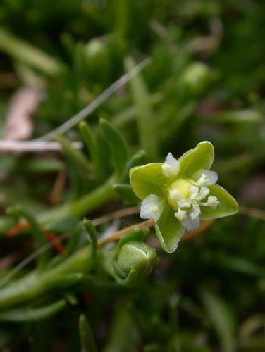 Birdseye Pearlwort Star Island Grasses And Flowers · Inaturalist