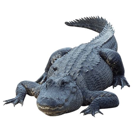 Alligator PNG Picture Free Psd Templates PNG Vectors Wowjohn