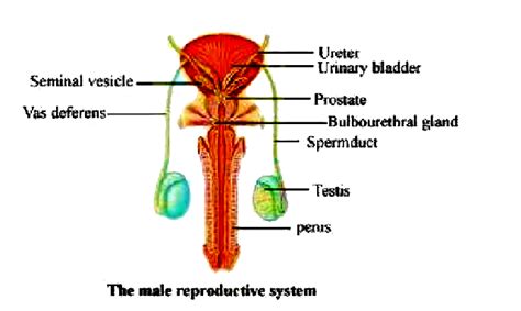 Draw A Labeled Diagram Of Male Reproductive System