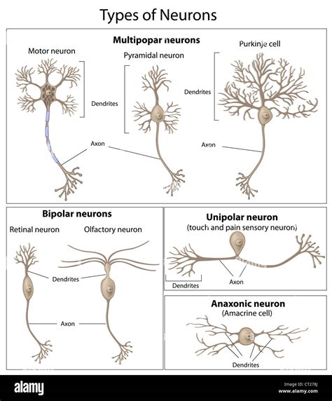 Tipos De Neuronas Fotografía De Stock Alamy