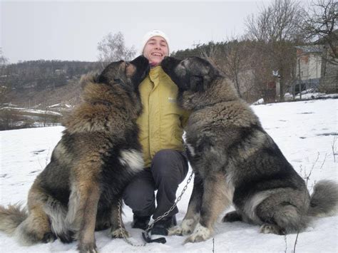 These Massive Dogs Were Once Bred To Hunt Bears We Love All Animals