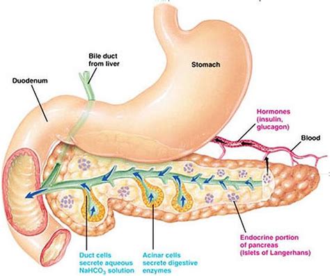Structure And Functions Of Pancreas
