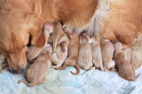 A Complete Guide to Dog Stud Service (plus contract example) - Animalso