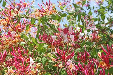 Honeysuckle Flower Meaning Popular Types And Uses Petal Republic