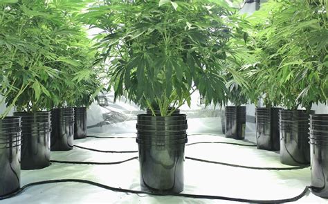 Why Choose Cannabis Planter For Cannabis Fun Five