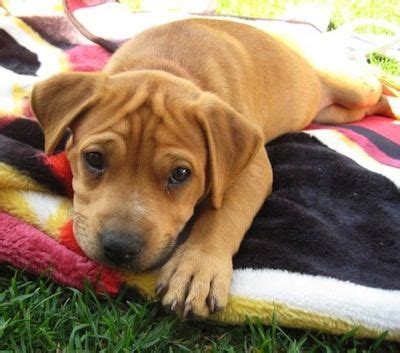 It is not uncommon to have both blue and brown pitbull puppies in a … Brown Puppy Pitbull | Pitbull terrier, Pitbull dog pictures, Pitbulls