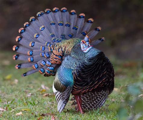 Meet The Ocellated Turkey That Other Species Of Turkey