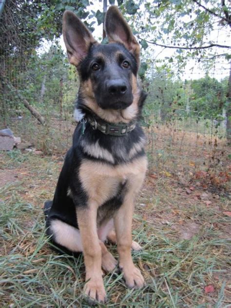 Saddle Or Blanket Back German Shepherd Dog Forums