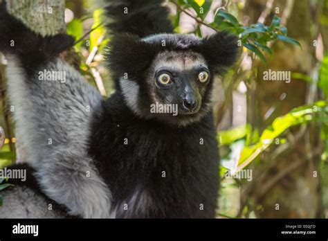 Indri The Largest Lemur Of Madagascar Stock Photo Alamy
