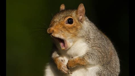 Kış Uykusuna Yatan Hayvanlar Okul Öncesi - Haydi, gel biraz belgesel