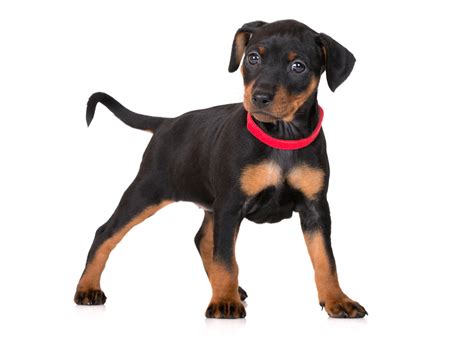 1 Miniature Pinscher Puppies For Sale By Uptown Puppies