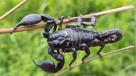 Types Of Scorpions Agrocorrn