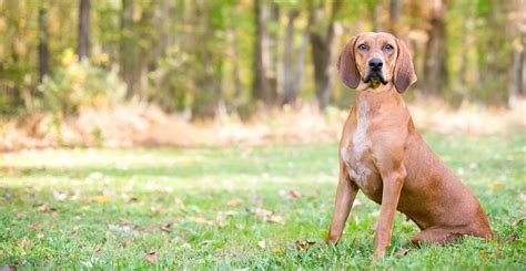 What Are The Different Types Of Coonhounds