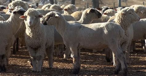 Sheep Genetics Usa Plans May 11 Webinar