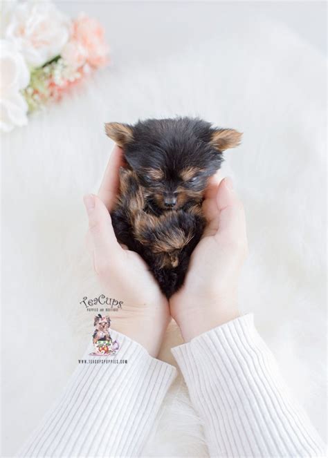 Check spelling or type a new query. Snow White #pomeranian Puppies | Teacups, Puppies & Boutique | Teacup yorkie puppy, White ...