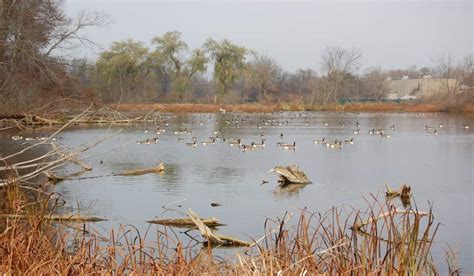 Duck Duck Goose Waterfowl Hunting Options Abound In Michigan