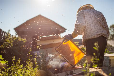 Bee infestations can become fairly a serious issue if they happen to be in a residential area. A Look Inside The Beekeeping Process | Tips From ...