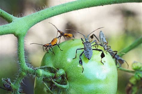 Why Are Stink Bugs On Your Tomato Plants 5 Solutions Small Garden Advice