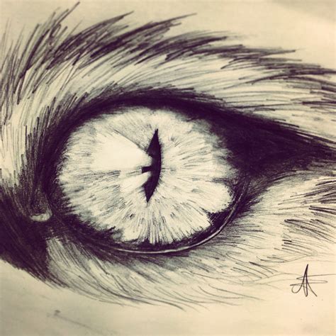 Cat Eye Pencil Drawing Cats Anime Drawing