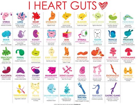 Body Bits From I Heart Guts Science Rules Pinterest Placemat