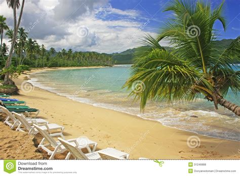 Maybe you would like to learn more about one of these? Leaning Palm Tree At Rincon Beach, Samana Peninsula Stock ...