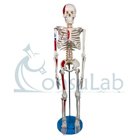 esqueleto 85cm com articulações e inserções musculares consulab oferecendo mais que produtos