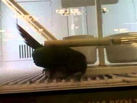 Conures I Saw In Petco YouTube