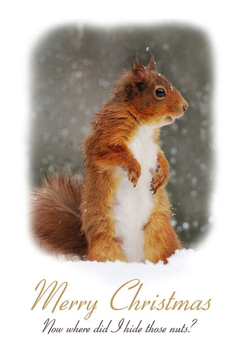 A christmas card collection you can't beat. "Squirrel Wildlife Christmas Card" by Nigel Tinlin | Redbubble