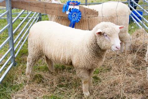 Rambouillet Sheep Breed Origin And Purposes For Raising