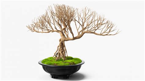 D Bonsai Naked Tree In Pot Fur Model D Molier International