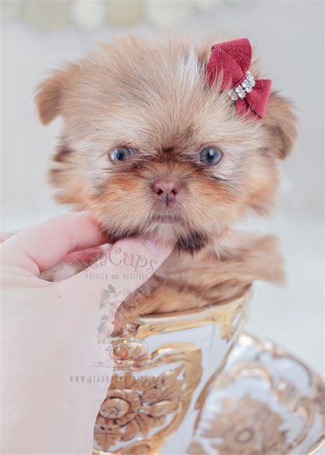 Shih Tzu Breed Puppies Teacups Puppies And Boutique