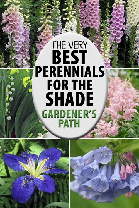 The Best Flowering Perennials For The Shade Gardeners Path