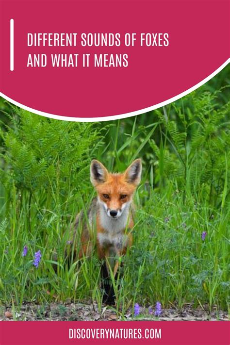 Different Sounds Of Foxes And What It Means In 2023 Animal Sounds