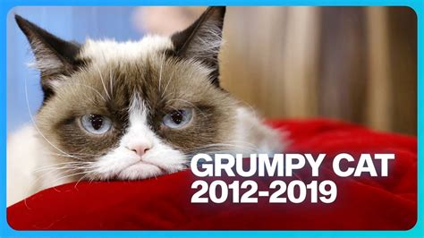 Grumpy Cat Dead At 7 Look Back At Her Greatest Accomplishments Youtube