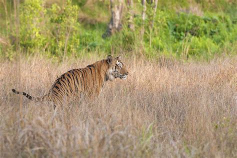Kanha Tiger Reserve A Perfect Winter Destination Madhya Pradesh