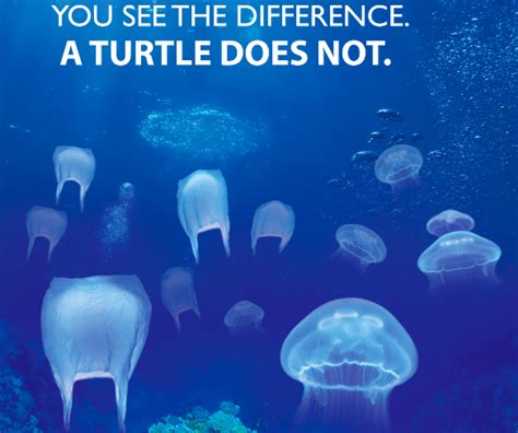 Nature Ocean Marine Life Important Environment Plastic