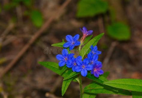 Blue Spring Flower On Meadow Stock Image Image Of Botany Garden