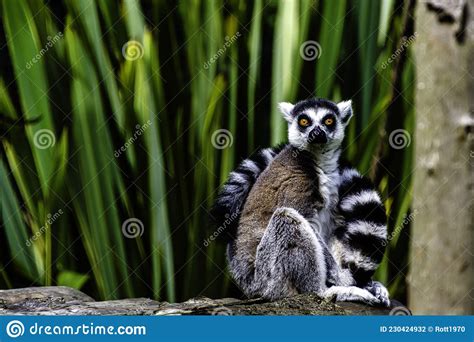Ring Tailed Lemur Is A Large Strepsirrhine Primate Known As Maky Maki