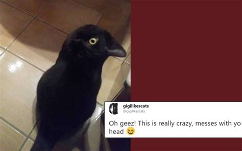 Cat Or A Crow This Optical Illusion Is The Perfect Halloween Brainteaser