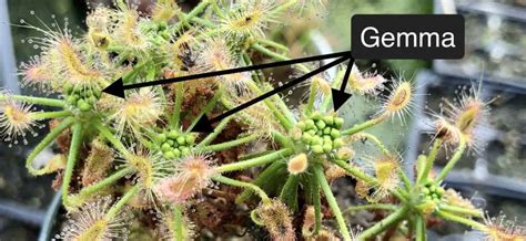 Drosera Scorpioides Gemma Carnivorous Plant Resource