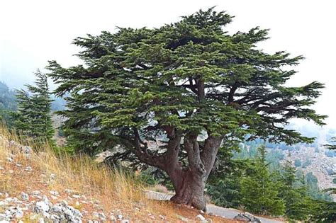 Cedrus Libani Cedar Of Lebanon