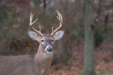Maine Deer Lottery Any Deer Permits