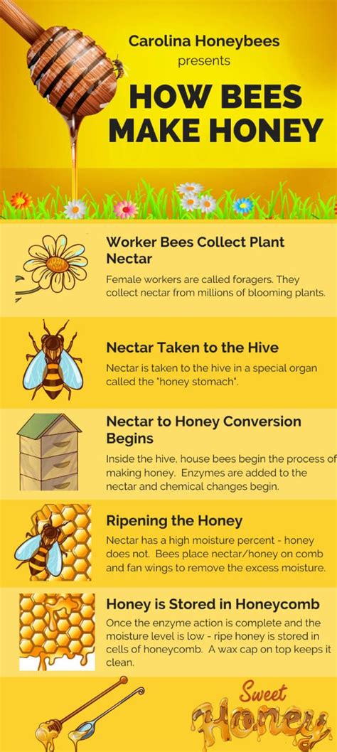 How Do Bees Make Honey The Buzz Behind The Jar Carolina Honeybees