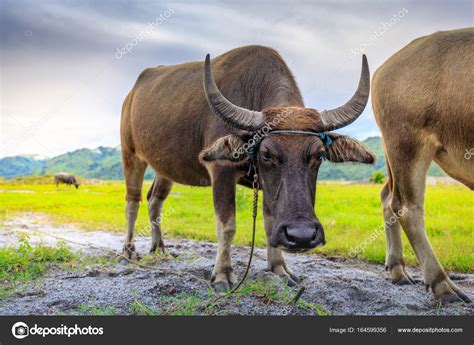 Carabao Or Water Buffalo Stock Photo By © 164599356