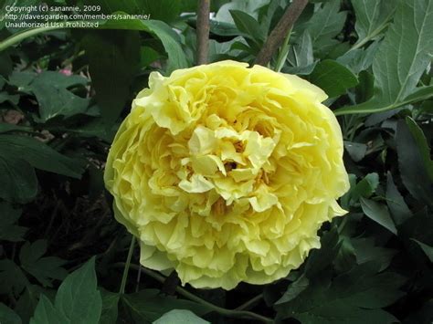 Plantfiles Pictures Intersectional Peony Itoh Peony Yellow Crown