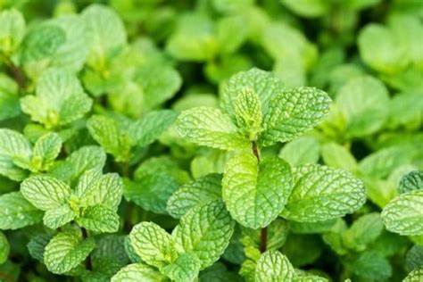 The 8 Best Medicinal Herbs You Should Grow In A Survival Garden