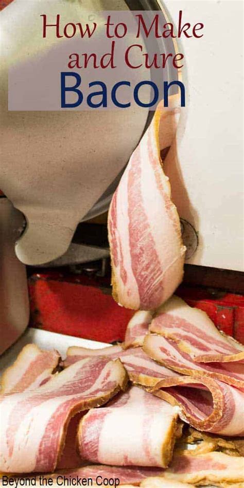 homemade bacon recipe beyond the chicken coop