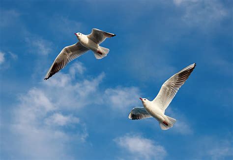 Best Two Birds Flying Stock Photos Pictures And Royalty Free Images Istock
