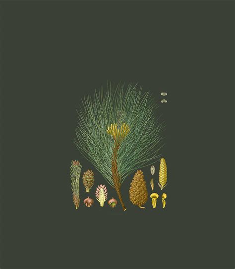 Pinecone Plant Botanical Illustration Pine Cone Pine Tree Digital Art