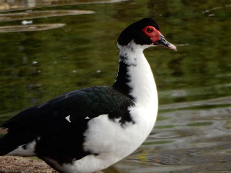 Black White And Duck Breeds Watterco